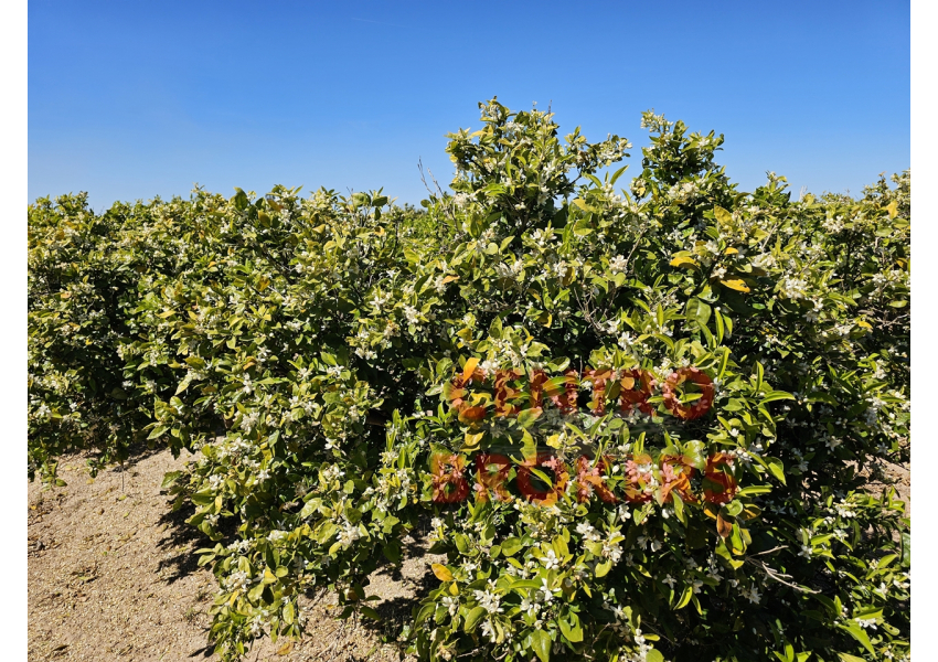 Sad pomarańczowy  w Cullera, Walencja